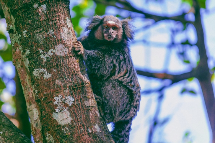 Black and Brown Four Legged Animal on Tree