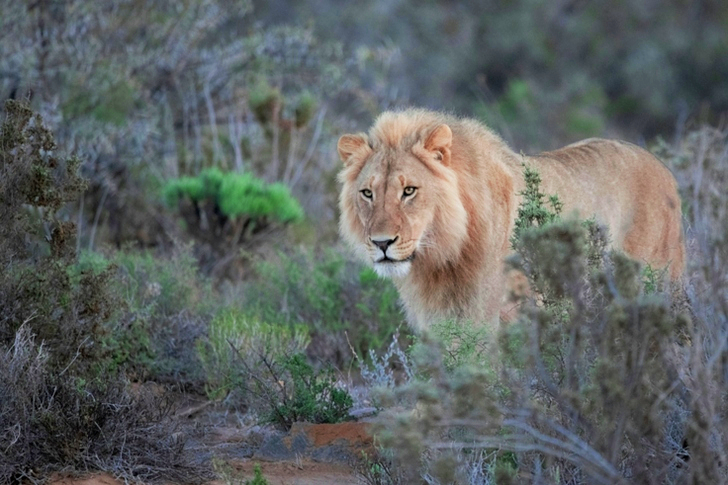 Lion Beside Green Leaf Trees