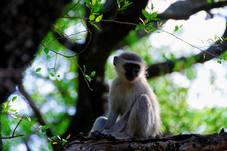 Grey Monkey on Tree