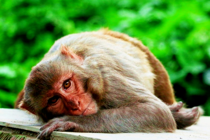 Black and Brown Monkey Close-up