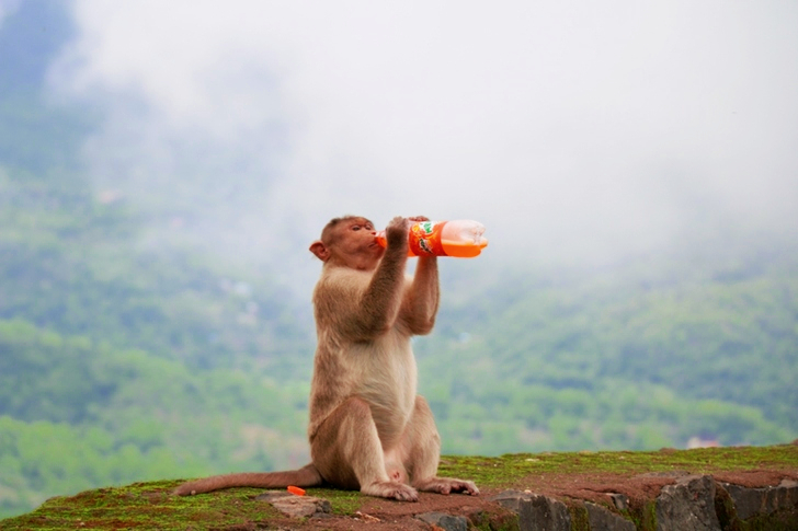 Brown Monkey Drinking Fanta Bottle
