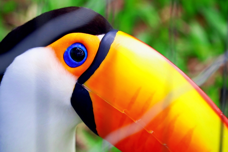 투칸 클립 아트