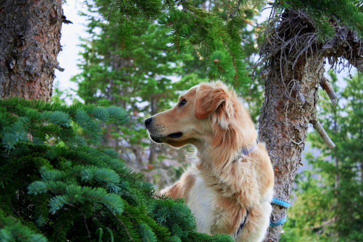 Adult Brown Nova Scotia Duck Tolling Retriever