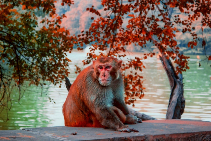 Brown Monkey Sitting Stone Pavement Near Body of Water