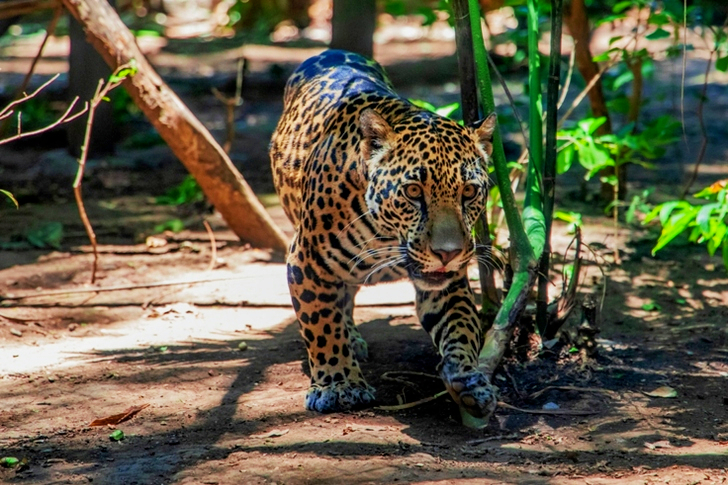 Brown Leopard Walking on Brown Field