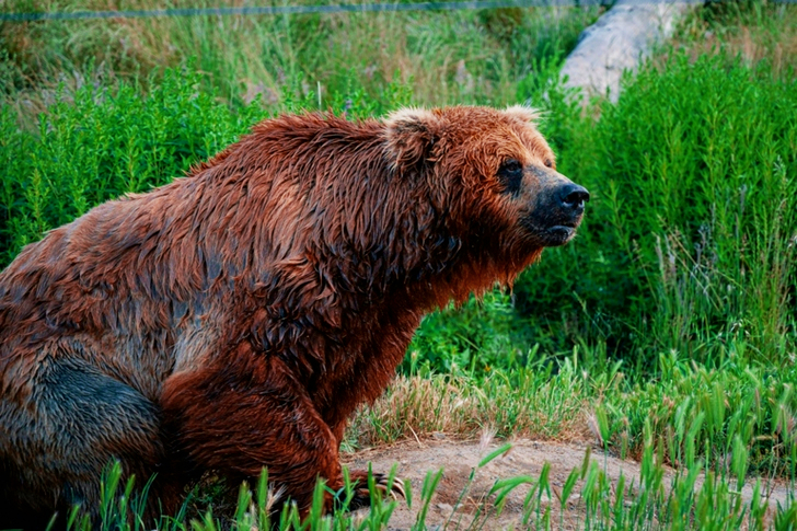 Wet Brown Grizzly Bear Sitting