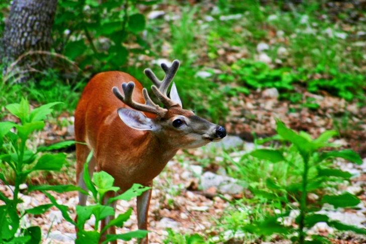 Deer Standing Near Plants