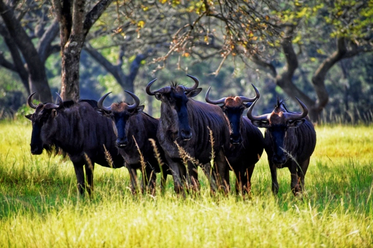 Group of Black Ox