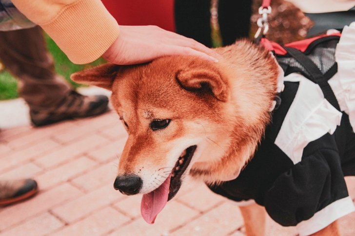검은색과 흰색 의상을 입고 갈색 개를 쓰다듬는 사람