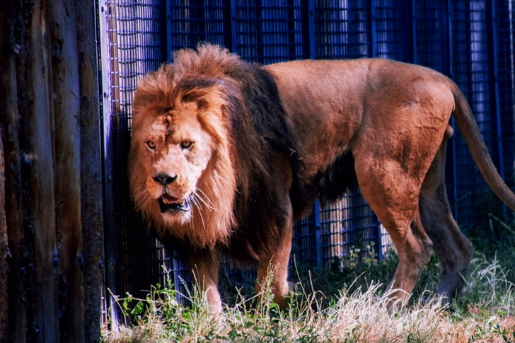 Lion Inside Cage