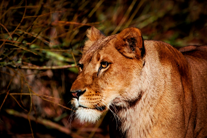 Lioness Near Twigs