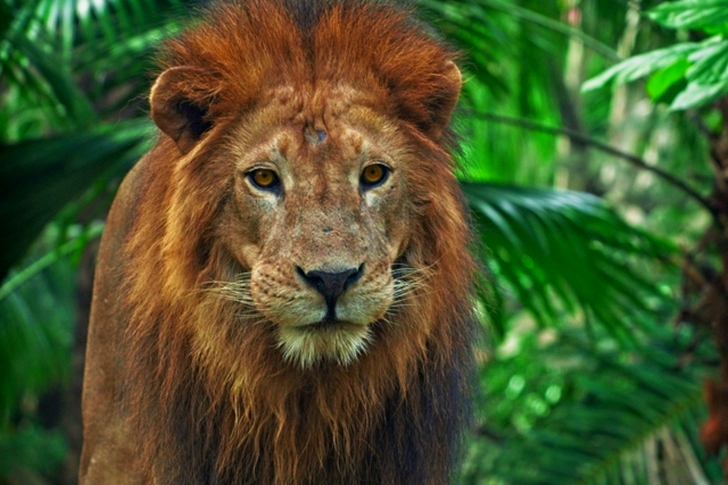 Close-Up of Lion