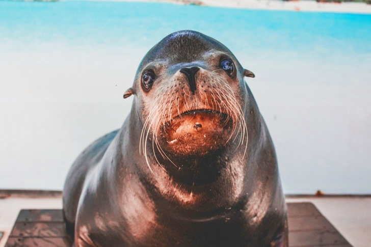 Portrait of Sea Lion
