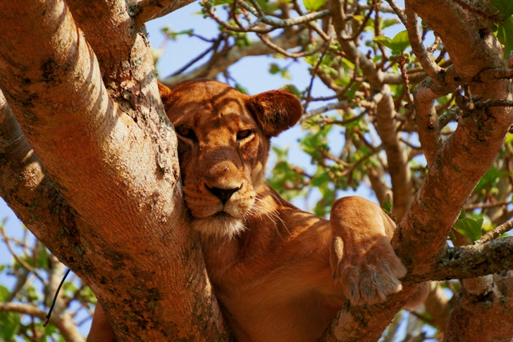 Brown Lioness on Tree Branch