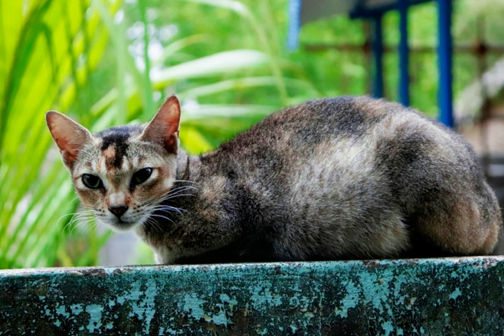 Black and Brown Cat on Teal Concrete Wall