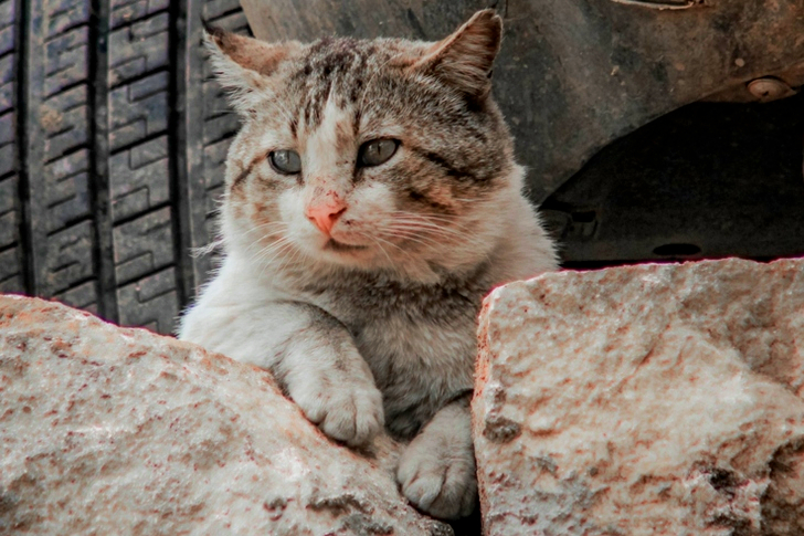 White and Black Cat on Rock