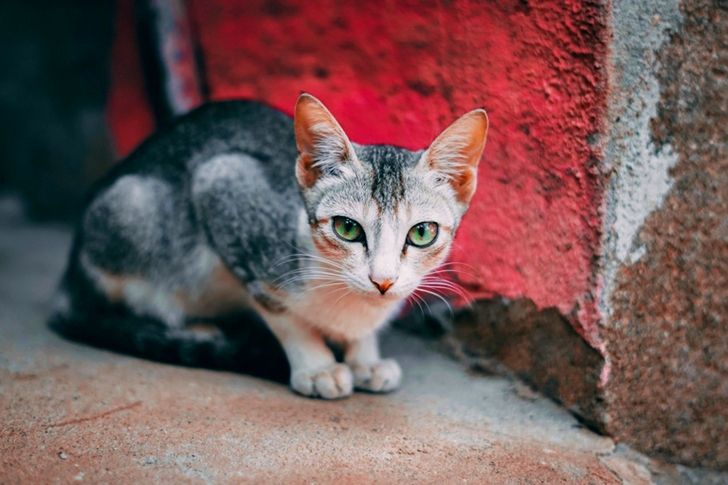 a Black and White Short Fur Cat