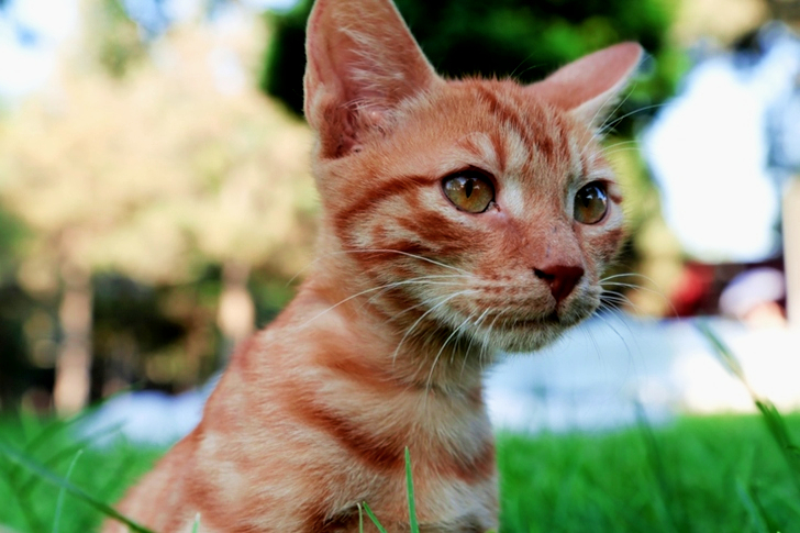 Orange Tabby Kitten