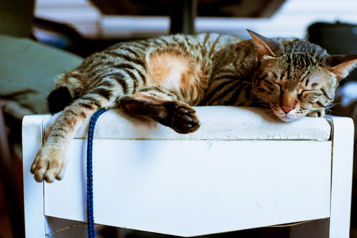 Brown Tabby Cat on White Wooden Furniture