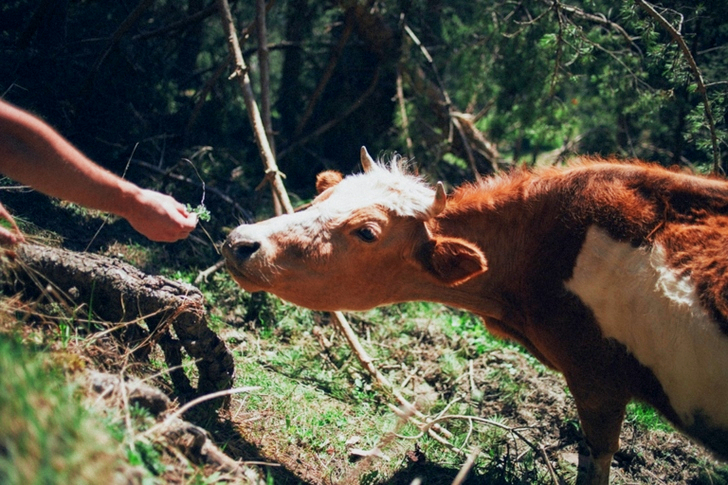 Person Giving Food to a White and Brown Cattle