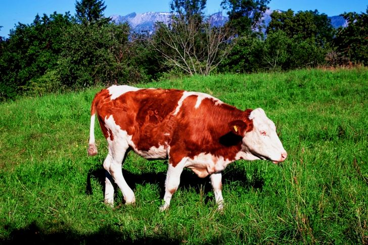 Brown and White Cow Walking on Grass Field