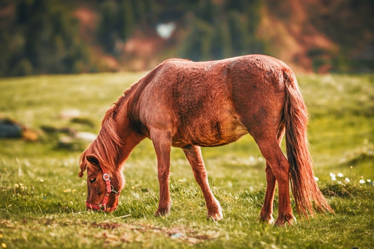 Selective Focus of Brown Horse Eating Grass