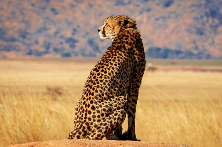 Selective Focus Of Cheetah