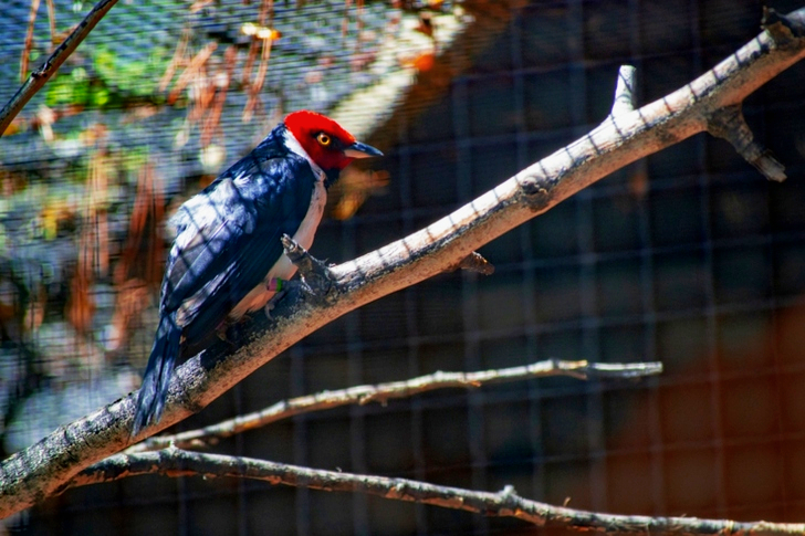 나무 가지 위에 있는 빨간색, 흰색, 검은색 새