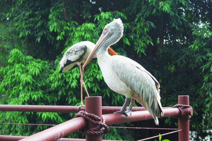 White and Grey Pelican Perched on Red Railing