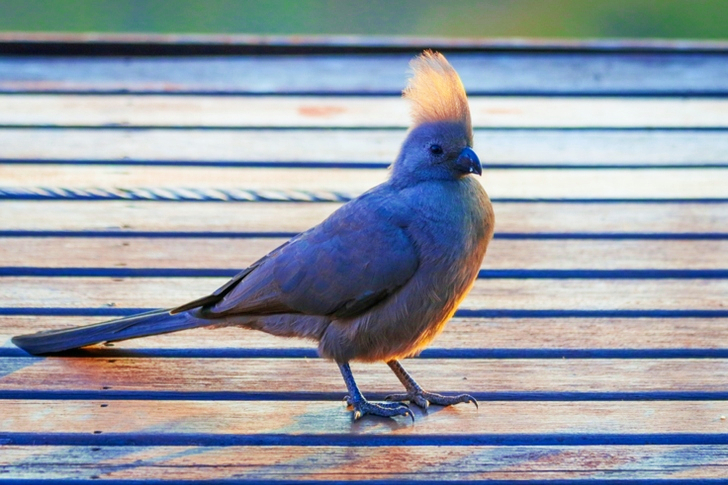 Gray Bird on Brown Wooden Surface