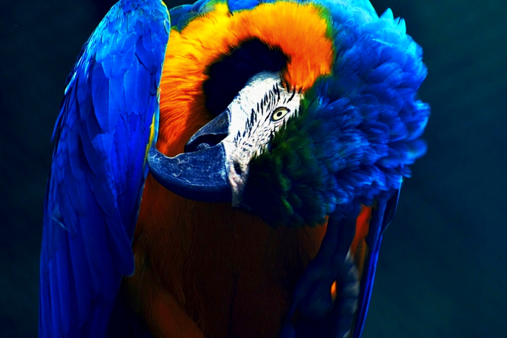 파란색과 노란색 마코 앵무새