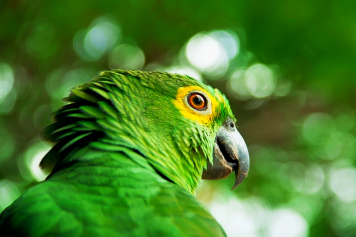 Selective Focus of Green Bird
