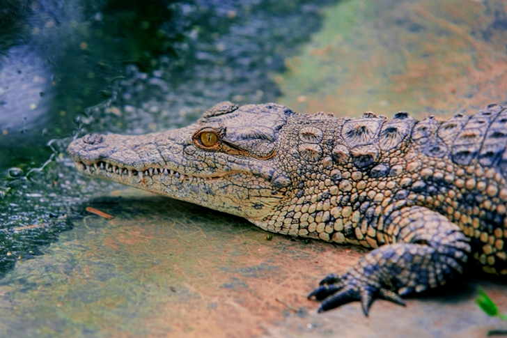 Crocodile