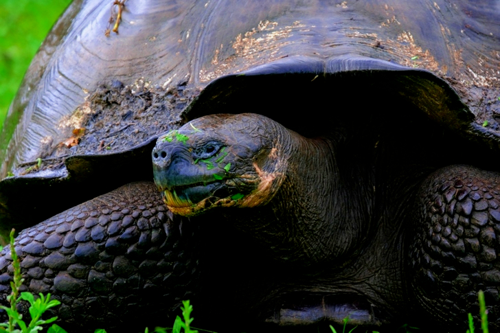 Black Tortoise In Close-up