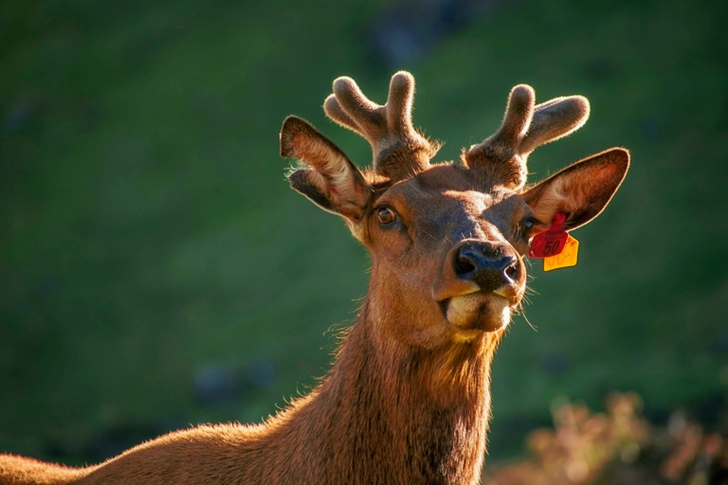 Brown Moose With Tag On Ear
