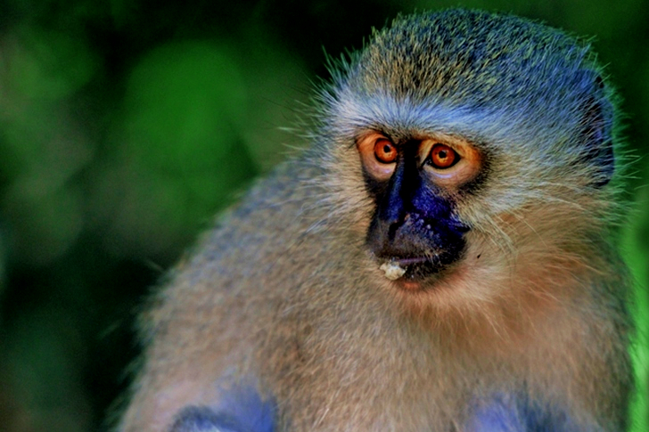 Selective Focus of Primate