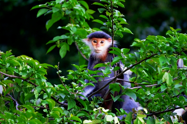 Brown and White Monkey on Tree