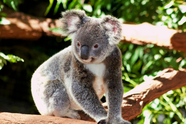 Gros plan d'un koala gris