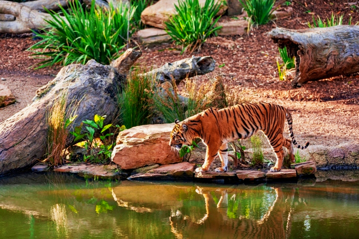 Tiger's Reflection on Water
