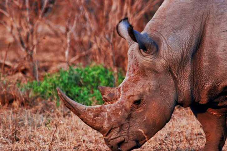 Brown Rhinoceros