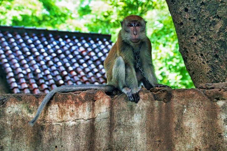 Primate With Chain Necklace