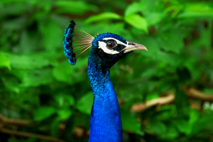 Selective Focus Of Blue Peacock
