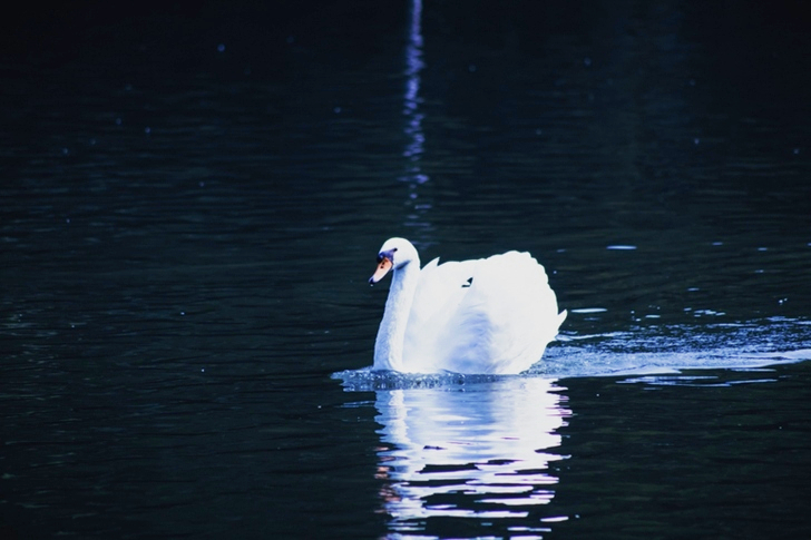 Mute Swan on Body of Water