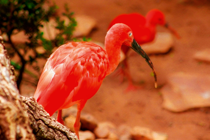 Scarlet Ibis