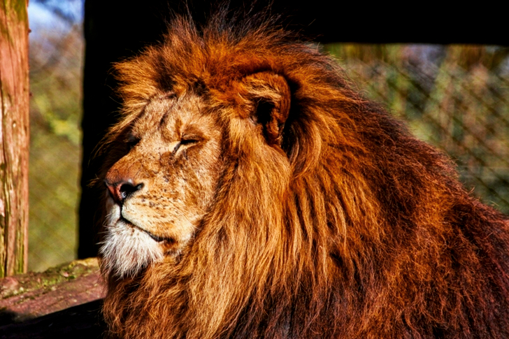 Lion Sitting Under The Sun
