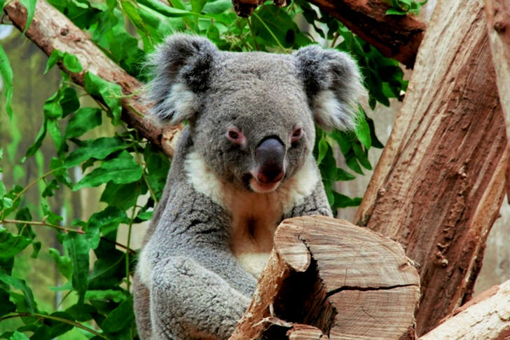 Gray Koala Bear resting on a Tree