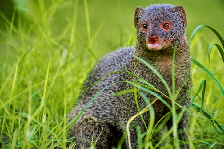 Selective Focus of Gray Mongoose on Grass