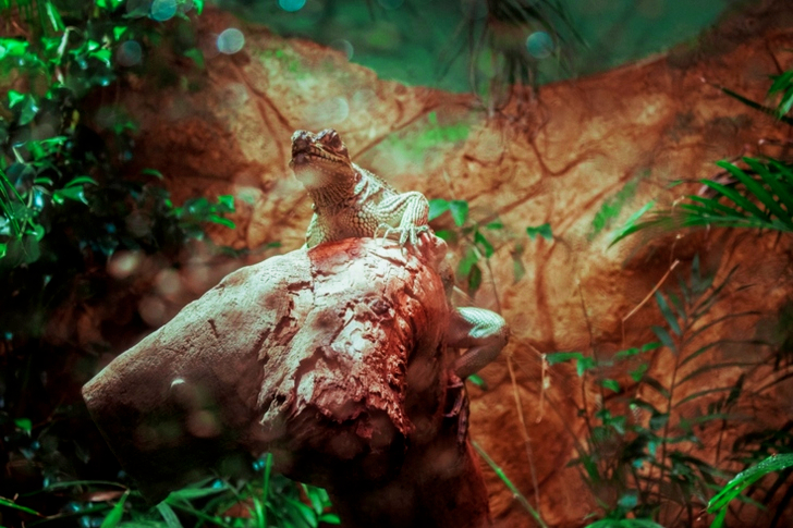 Brun ödla Uppflugen På Logg