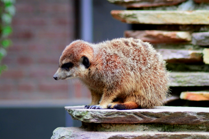 Selective Focus of Brown Meerkat Sitting on Rock