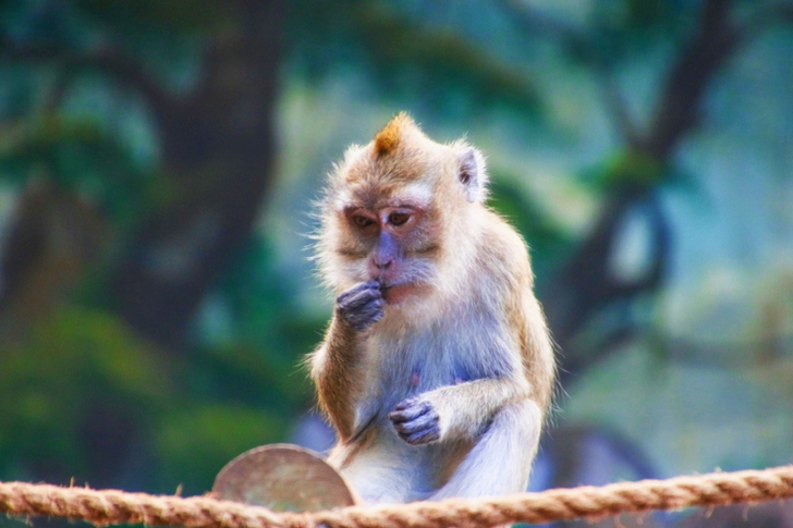 Wildlife of Rhesus Macaque Monkey.